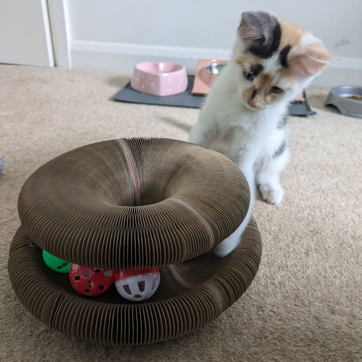 Kitty Kurlz™