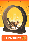 FREE CHANCE to win Kitty Wheelz