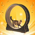 Kitty Wheel Entries