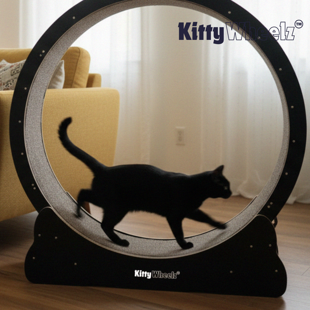 Kitty Wheelz