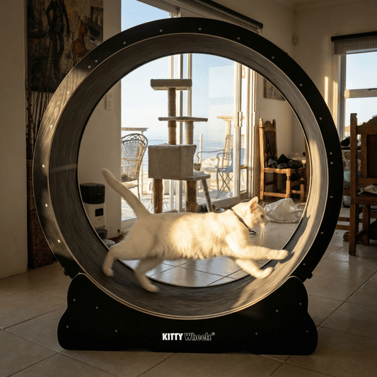 Kitty Wheelz